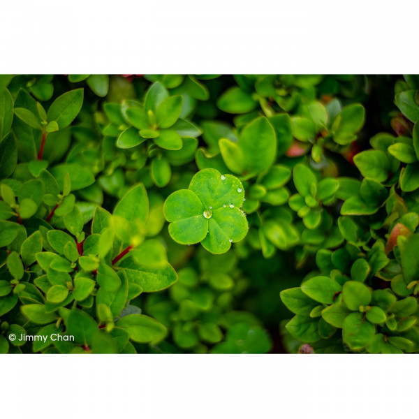 LAOWA Argus 33mm f/0,95 CF APO Objektiv für Nikon Z (APS-C)